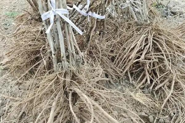 牡丹为什么不开花只长叶的原因，可能是环境不适或氮肥过多所致