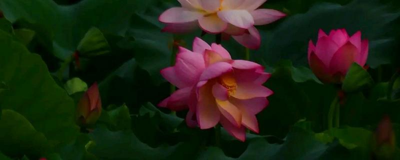并蒂莲的花语，寓意夫妻恩爱、兄弟和谐等