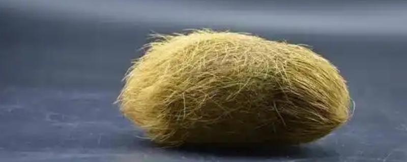 猪宝是什么,是指猪胆囊等器官中的结石