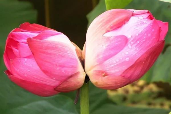 并蒂莲的花语，寓意夫妻恩爱、兄弟和谐等