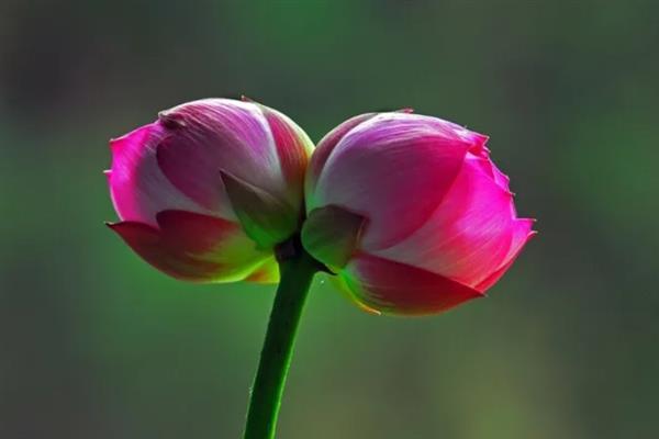 并蒂莲的花语，寓意夫妻恩爱、兄弟和谐等