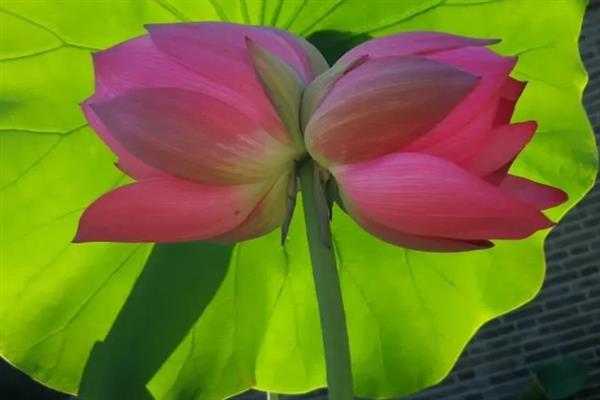 并蒂莲的花语，寓意夫妻恩爱、兄弟和谐等
