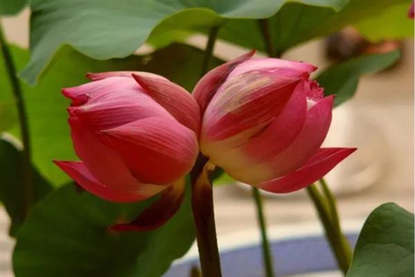 并蒂莲的花语，寓意夫妻恩爱、兄弟和谐等