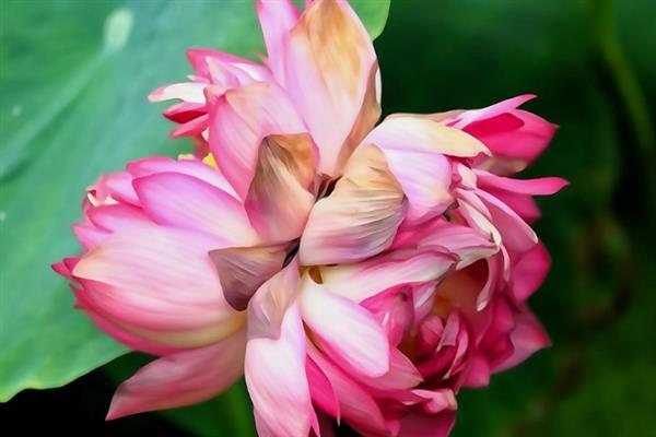 并蒂莲的花语，寓意夫妻恩爱、兄弟和谐等