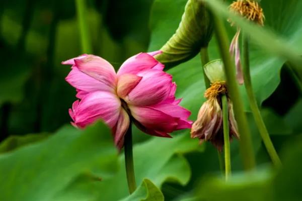 并蒂莲的花语，寓意夫妻恩爱、兄弟和谐等