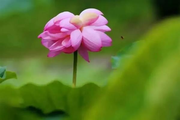 并蒂莲的花语，寓意夫妻恩爱、兄弟和谐等