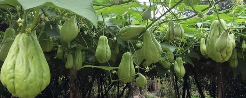 佛手瓜的根第二年还会不会长，第二年还会长