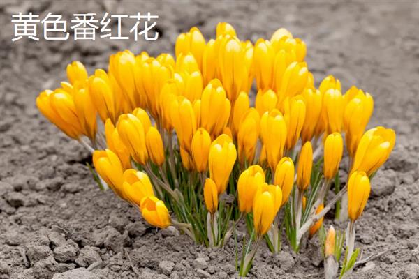番红花有什么花语，黄色番红花代表失恋、请相信我