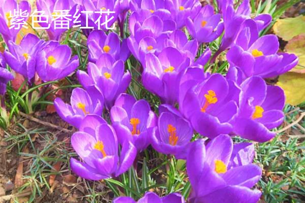 番红花有什么花语，黄色番红花代表失恋、请相信我