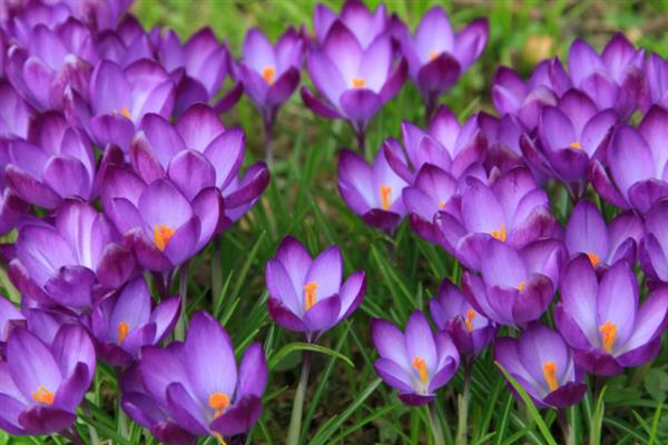 番红花有什么花语，黄色番红花代表失恋、请相信我
