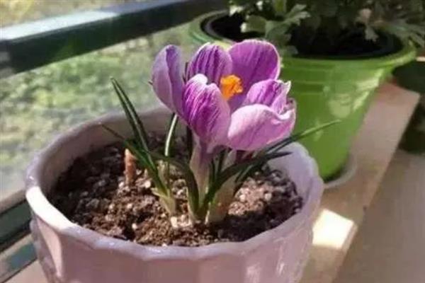 番红花有什么花语，黄色番红花代表失恋、请相信我
