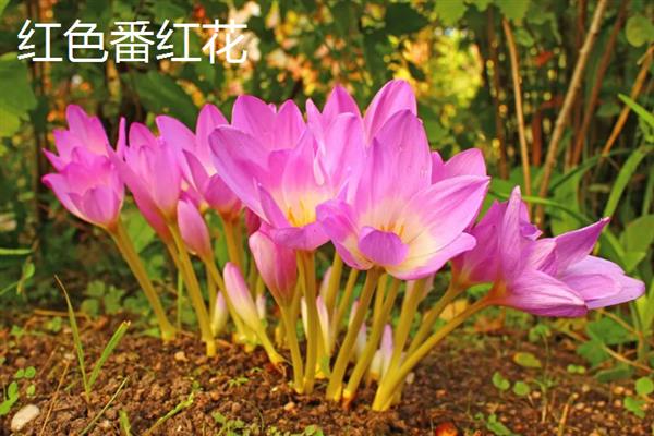 番红花有什么花语，黄色番红花代表失恋、请相信我