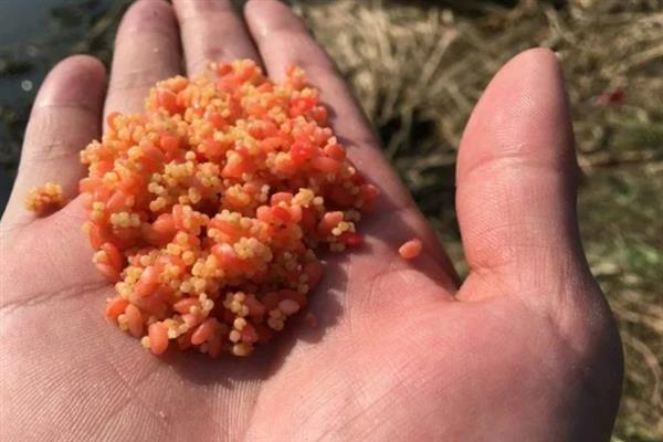 夏天打隔夜窝有没有用，打隔夜窝是有用的