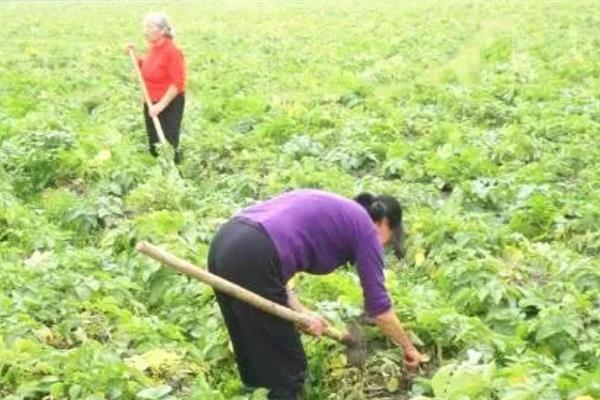 土豆怎么催芽，将薯块摊平再覆盖湿沙即可