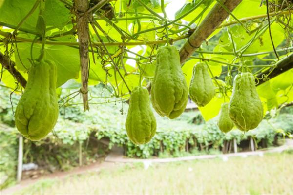 佛手瓜的根第二年还会不会长，第二年还会长