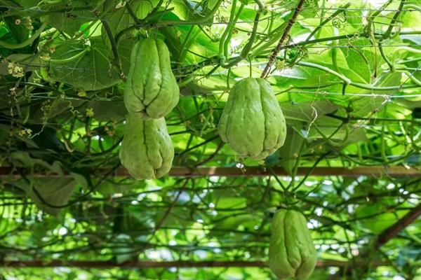 佛手瓜的根第二年还会不会长，第二年还会长