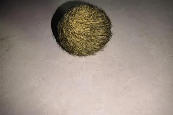 猪宝是什么,是指猪胆囊等器官中的结石