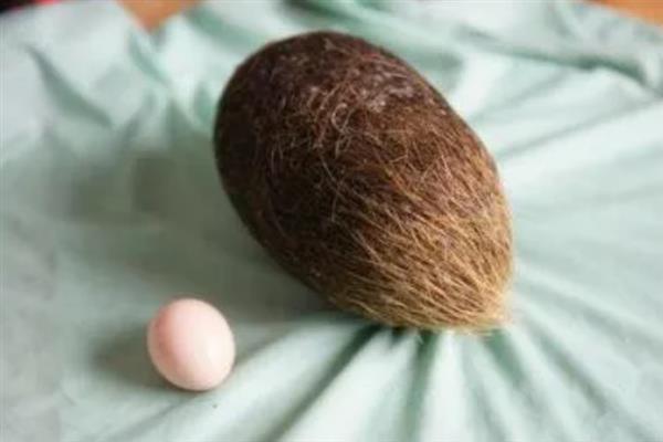 猪宝是什么,是指猪胆囊等器官中的结石