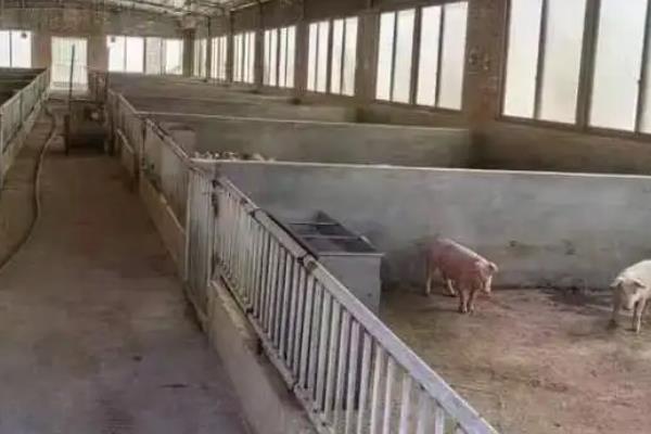 放养猪所用的围栏是什么，常见的有半围墙半铁栅栏式围栏、水泥杆围栏等