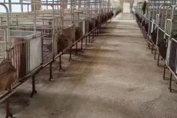 放养猪所用的围栏是什么，常见的有半围墙半铁栅栏式围栏、水泥杆围栏等