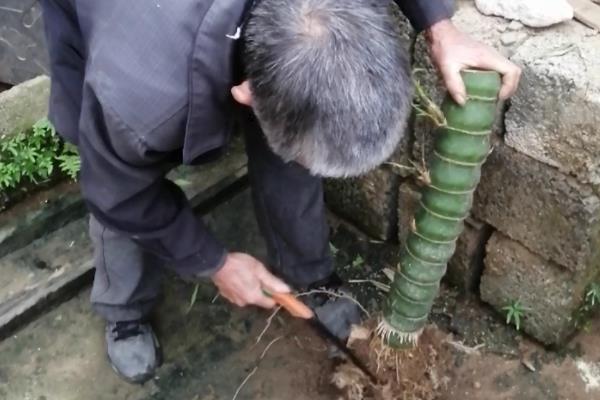 佛肚竹怎么养殖，生长期间每隔2-3天浇一次水