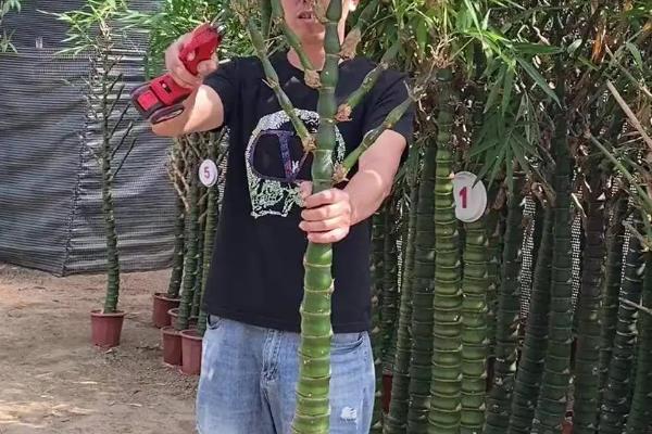 佛肚竹怎么养殖，生长期间每隔2-3天浇一次水