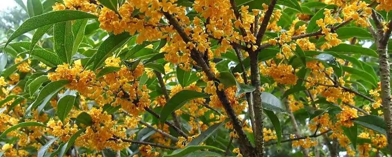 桂花的开放时间，大多为8-10月份