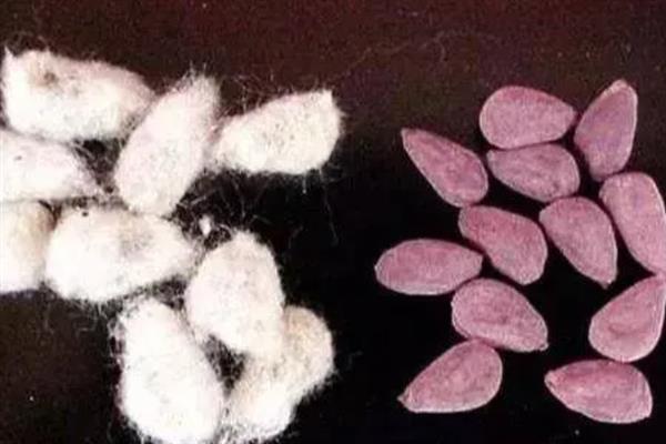 棉籽何时收获，一般都是秋季收获的