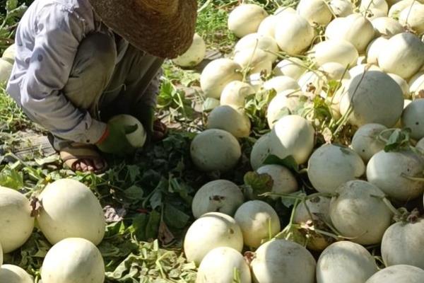 甜瓜怎么增甜，增施钾肥可提高品质和产量