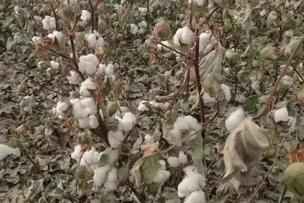 棉籽何时收获，一般都是秋季收获的