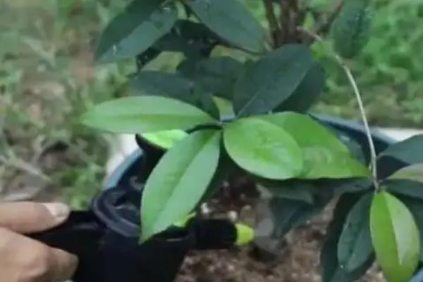 桂花的开放时间，大多为8-10月份