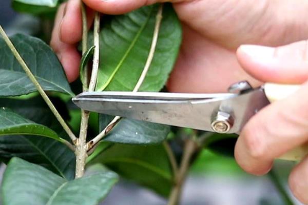 桂花的开放时间，大多为8-10月份