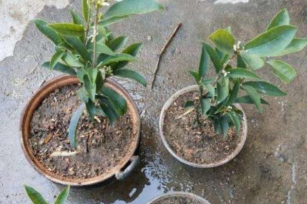 桂花的开放时间，大多为8-10月份