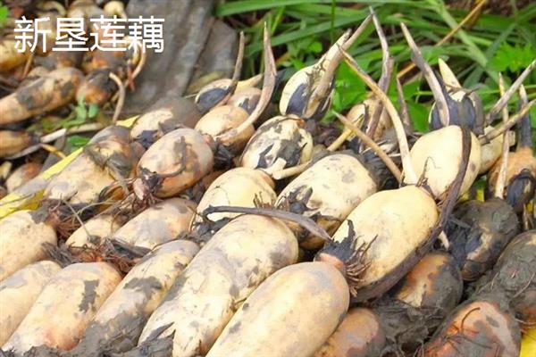 莲藕的产地有哪些，洪湖、新垦和襄陵的莲藕出名