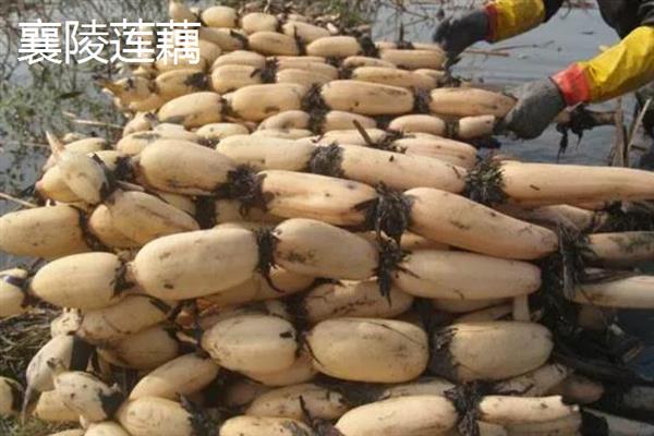 莲藕的产地有哪些，洪湖、新垦和襄陵的莲藕出名
