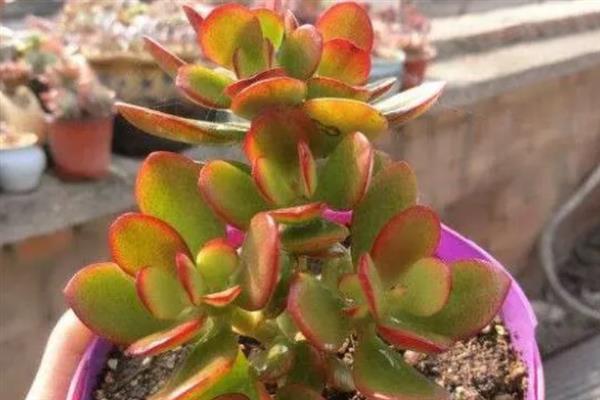 姬红花月的养殖方法，生长期7-10天施1次稀薄的肥液