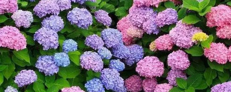 有什么耐阴的室内花卉，常见绣球花、一帆风顺等品种