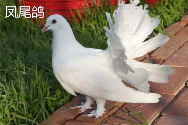 国内有什么观赏鸽，常见雪鸽、马甲球鸽、摩登娜鸽等品种