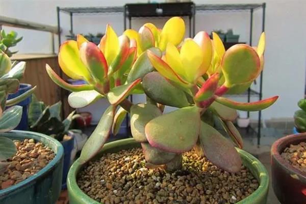 姬红花月的养殖方法，生长期7-10天施1次稀薄的肥液