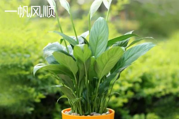 有什么耐阴的室内花卉，常见绣球花、一帆风顺等品种