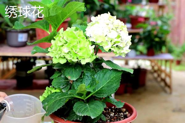 有什么耐阴的室内花卉，常见绣球花、一帆风顺等品种