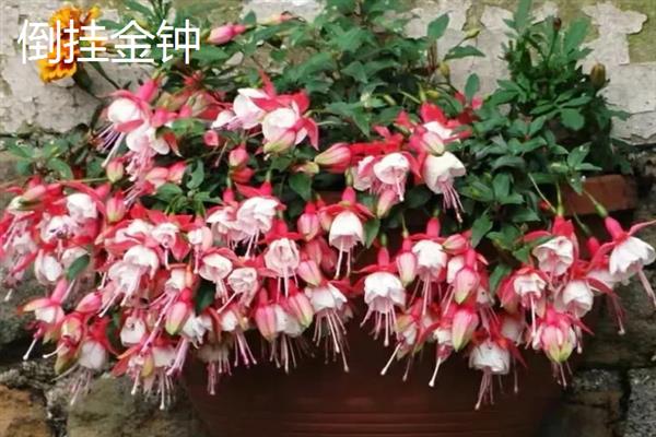 有什么耐阴的室内花卉，常见绣球花、一帆风顺等品种