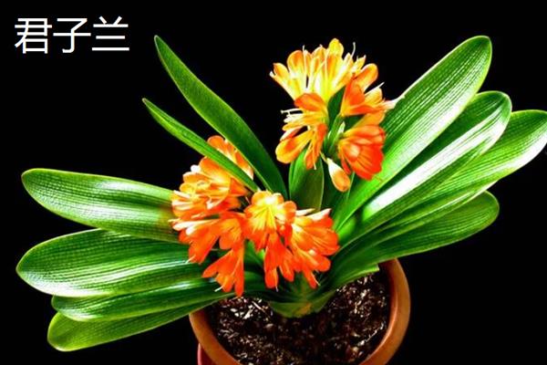 有什么耐阴的室内花卉，常见绣球花、一帆风顺等品种
