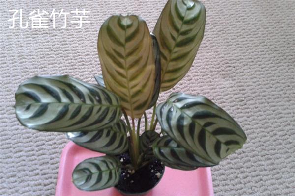 有什么耐阴的室内花卉，常见绣球花、一帆风顺等品种