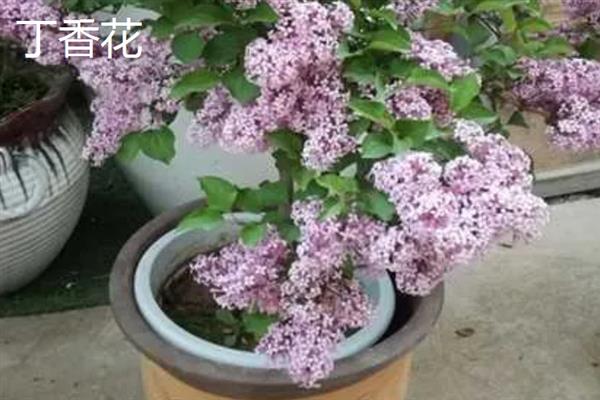 有什么耐阴的室内花卉，常见绣球花、一帆风顺等品种