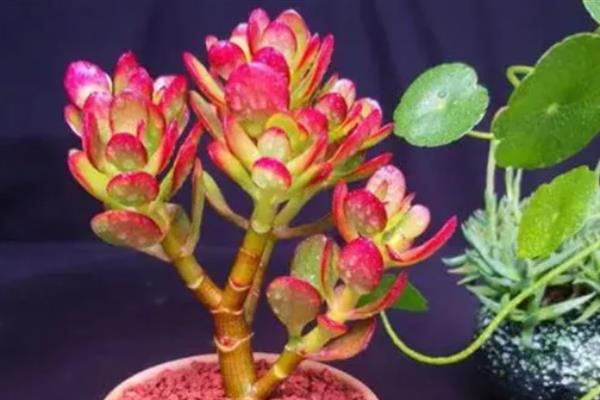 姬红花月的养殖方法，生长期7-10天施1次稀薄的肥液