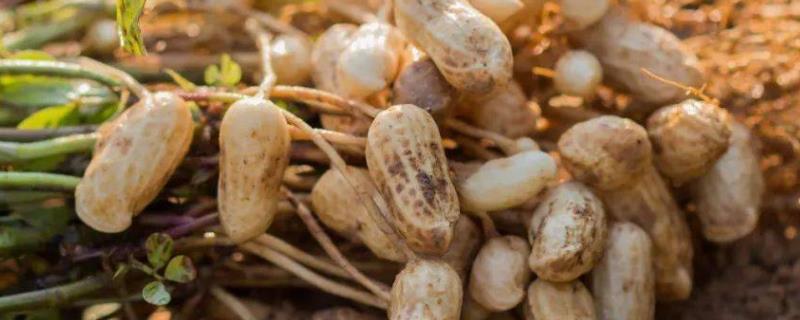 花生叶斑病和锈病怎么防治，锈病发生初期可喷施百菌清等药物