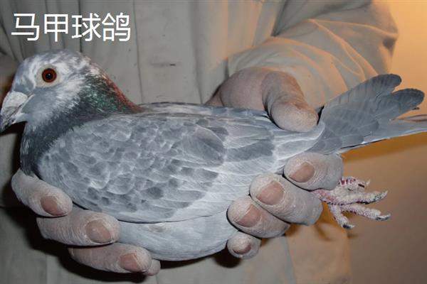 国内有什么观赏鸽，常见雪鸽、马甲球鸽、摩登娜鸽等品种