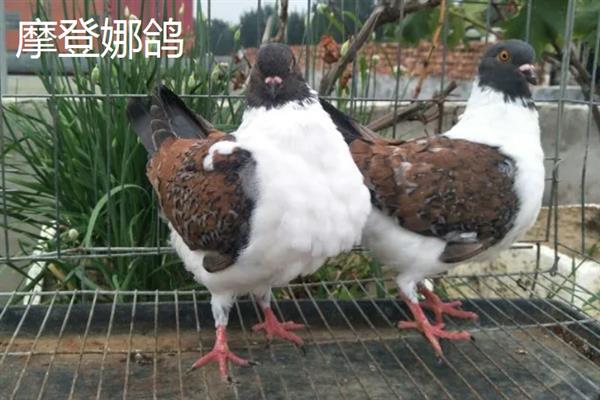 国内有什么观赏鸽，常见雪鸽、马甲球鸽、摩登娜鸽等品种