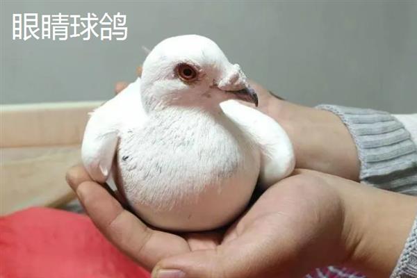 国内有什么观赏鸽，常见雪鸽、马甲球鸽、摩登娜鸽等品种